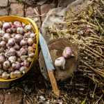 Quando e dove piantare l’aglio per una crescita rigogliosa e un raccolto abbondante garantito