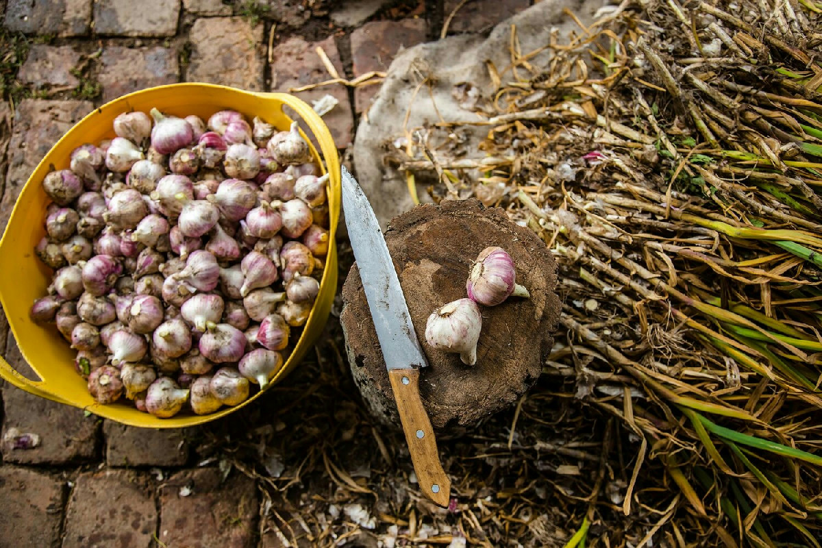 Quando e dove piantare l’aglio per una crescita rigogliosa e un raccolto abbondante garantito