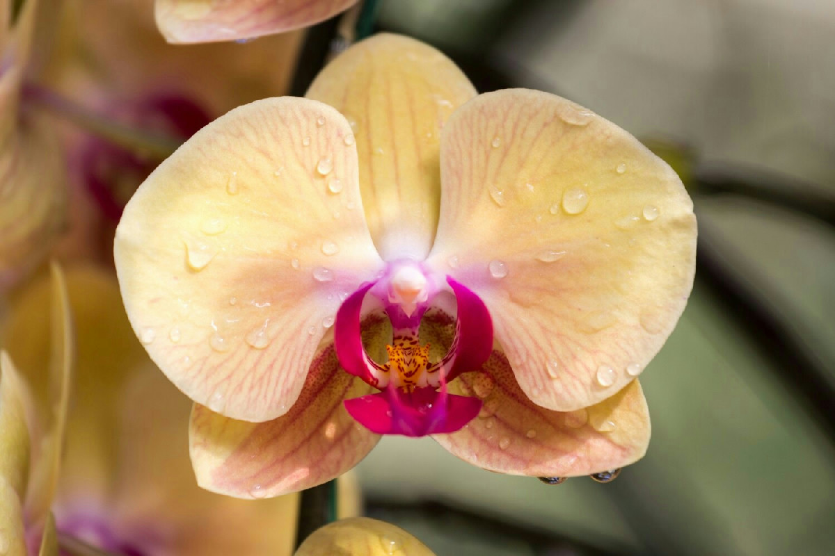 I segreti per ottenere orchidee Phalaenopsis con fioriture abbondanti e durature nel tempo