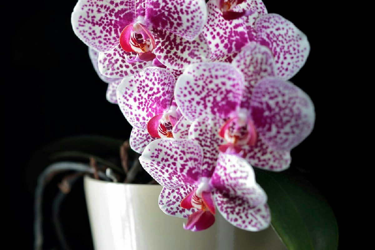 I segreti per ottenere orchidee Phalaenopsis con fioriture abbondanti e durature nel tempo