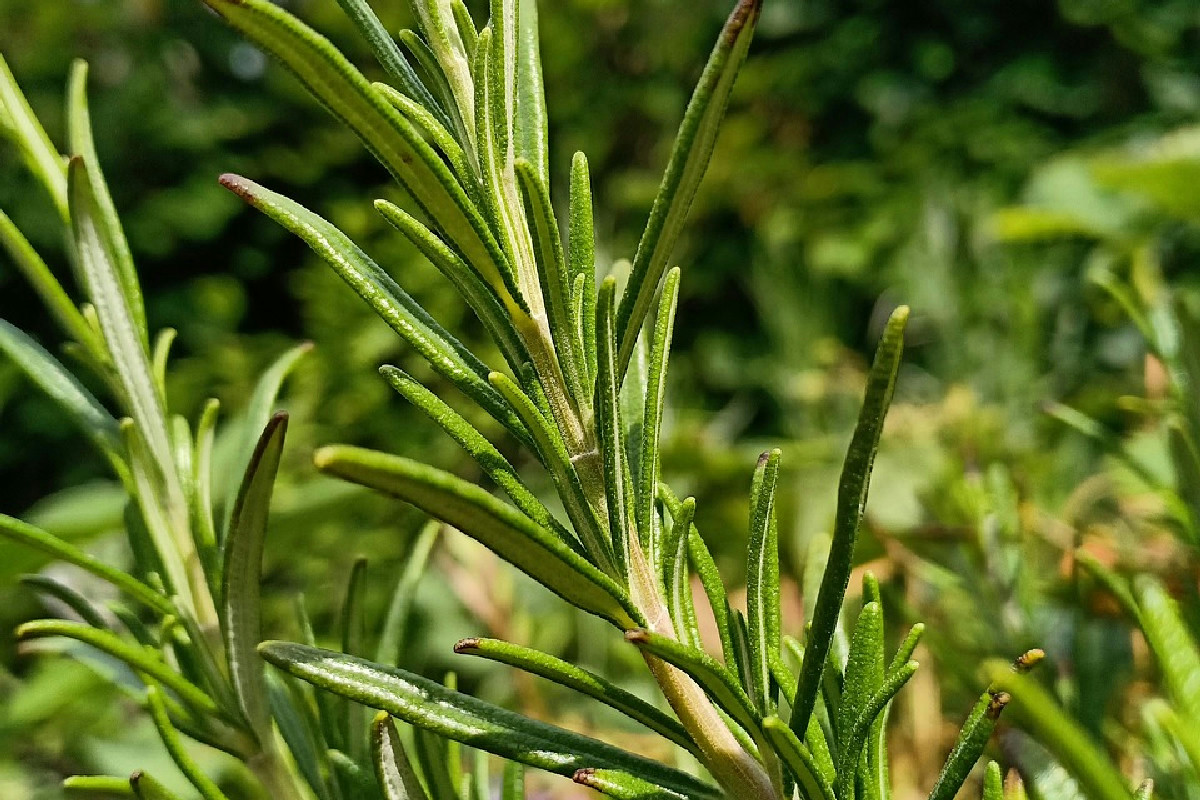 Segreto per mantenere il rosmarino fresco e folto come appena raccolto con un metodo infallibile