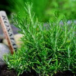 Segreto per mantenere il rosmarino fresco e folto come appena raccolto con un metodo infallibile
